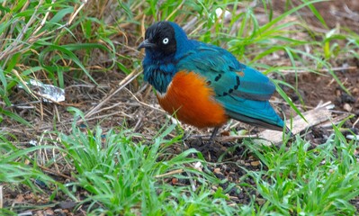 Obraz premium Superb starling in the bushes of Africa in close up at Amboseli National park in Kenya