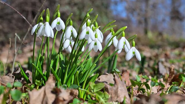 Snowdrop (Galanthus nivalis, Snowdrop), White tepals with green inner markings, early-spring nectariferous flowers on slender stalks; linear leaves