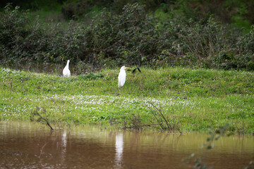 Obraz premium Cattle egret, a countryside bird belonging to the Ardeidae family