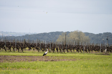 Obraz premium Stork on the ground searching for food