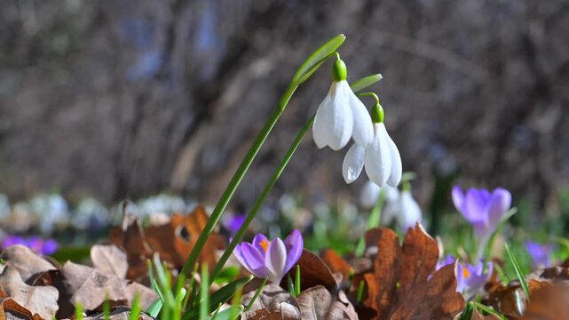 Snowdrop (Galanthus nivalis, Snowdrop), Two white, campanulate flowers on long pedicels sway in the spring garden