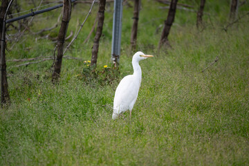 Obraz premium Cattle egret, a countryside bird belonging to the Ardeidae family