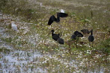Obraz premium Black ibis, Plegadis falcinellus, is a bird with a long, curved beak that generally lives in humid areas