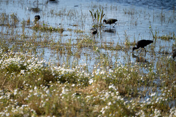 Obraz premium Black ibis, Plegadis falcinellus, is a bird with a long, curved beak that generally lives in humid areas