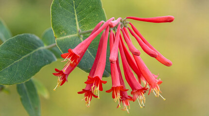 Vibrant Red Trumpet Honeysuckle Flowers Blooming in Spring © erna