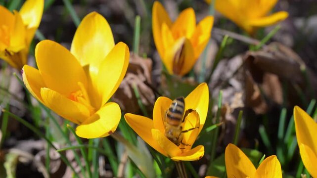Honey bee (Apis mellifera) collecting nectar and pollen from yellow crocus (Crocus flavus) in a spring garden