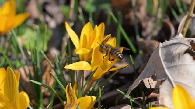 Honey bee (Apis mellifera) collecting nectar and pollen from yellow crocus (Crocus flavus) in a spring garden