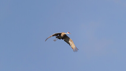 Fototapeta premium The sandhill crane in flight, Sandhill crane (Antigone canadensis) , state park in Wisconsin