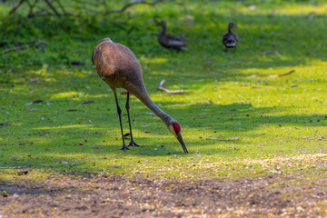 Fototapeta premium Sandhill crane (Antigone canadensis) , state park in Wisconsin