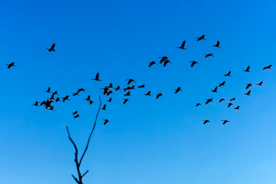 The flock of sandhill cranes in flight