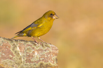 Fototapeta premium European Greenfinch on a rock