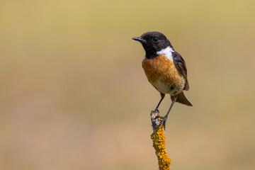 Fototapeta premium European Stonechat on a branch