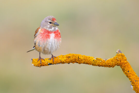 Common Linnet on a branch