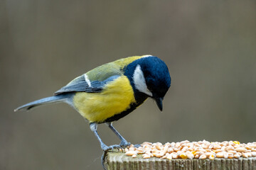 A Great tit (Parus major), a common and widely distributed bird species found throughout Europe, Asia, and North Africa.  © Stuart