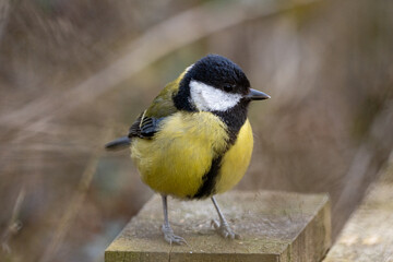 A Great tit (Parus major), a common and widely distributed bird species found throughout Europe, Asia, and North Africa.  © Stuart