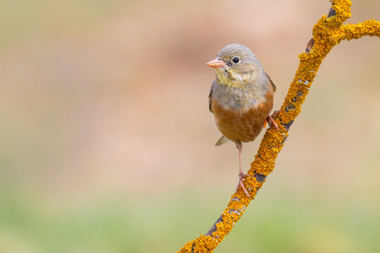 Ortolan Bunting on a branch