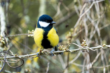 A Great tit (Parus major), a common and widely distributed bird species found throughout Europe, Asia, and North Africa.  © Stuart