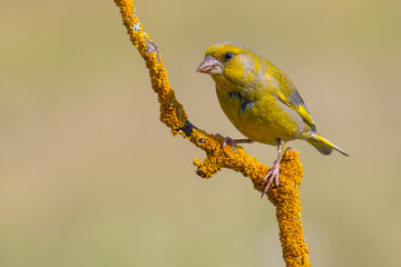 Obraz premium European Greenfinch on a branch
