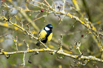 A Great tit (Parus major), a common and widely distributed bird species found throughout Europe, Asia, and North Africa.  © Stuart