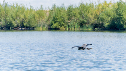 Naklejka premium Great Blue Heron in Flight Over Rural Idaho Landscape