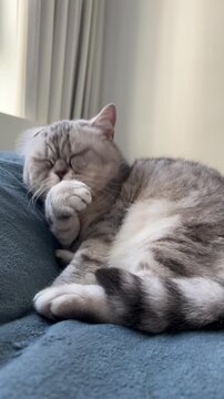 Gray tabby British cat grooming itself while resting on a soft couch near a window. Cozy home scene with a domestic pet cleaning its paw and enjoying a calm relaxing moment