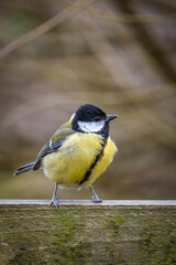 Obraz premium A Great tit (Parus major), a common and widely distributed bird species found throughout Europe, Asia, and North Africa. 