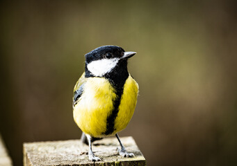 A Great tit (Parus major), a common and widely distributed bird species found throughout Europe, Asia, and North Africa.  © Stuart