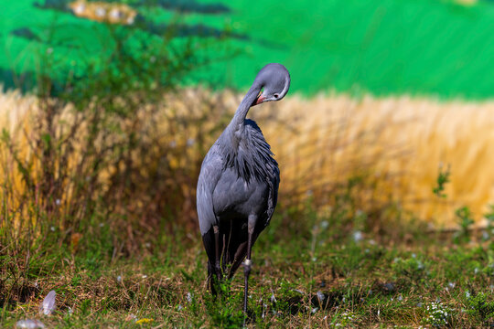 The blue crane (Grus paradisea)