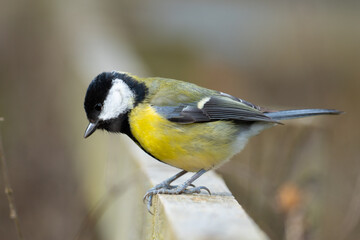 A Great tit (Parus major), a common and widely distributed bird species found throughout Europe, Asia, and North Africa.  © Stuart