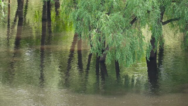 Flooded trunks of deciduous trees and willows in urban park during river overflow. Extreme rainfall and downpours caused rise of river level and flooding.
