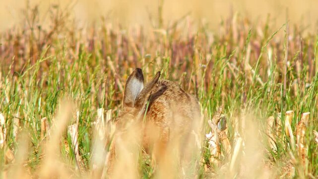 European Hare Hopping Across Harvested Field at Sunset, Wild Brown Hare Moving Through Stubble Field in Warm Evening Light, 4K