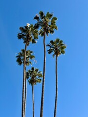 Beautiful iconic green palm trees isolated against a blue sky with copy space © clsdesign