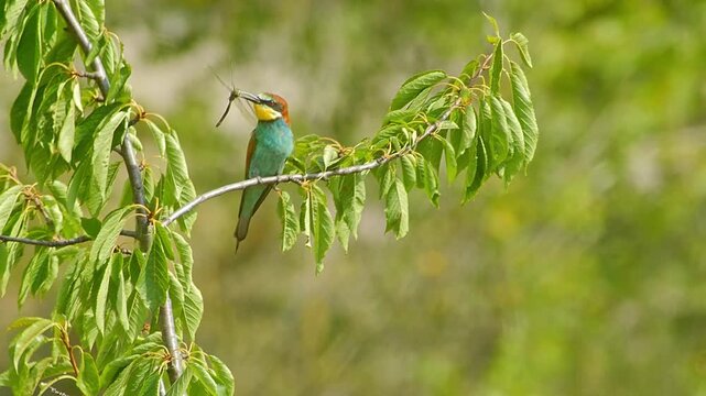 European Bee-eater Holding Insect on Tree Branch, Colorful Bird Preparing Food for Mate or Chicks Near Nest Colony, 4K
