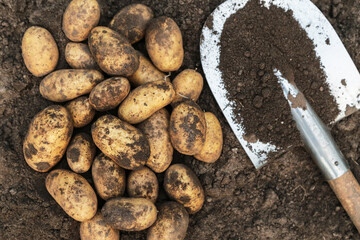 Organic yellow potato harvest close up. Freshly harvested dirty potatoes with shovel on brown soil ground in farm garden. Harvesting vegetables © Viktor Iden