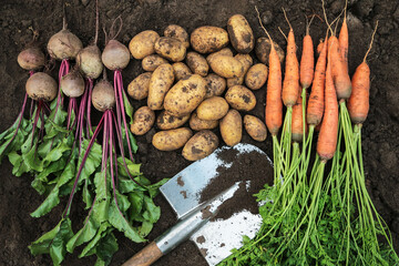 Naklejka premium Autumn harvest of fresh raw carrot, beetroot and potato on soil ground with shovel in garden, top view, close up. Organic dirty vegetables background texture, harvesting