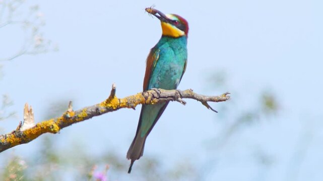 European Bee-eater Holding Insect on Tree Branch, Colorful Bird Preparing Food for Mate or Chicks Near Nest Colony, 4K