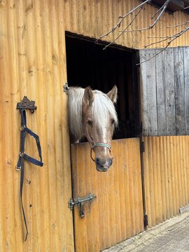 Horse looks out from the stable door at a farm during midday in a rural area