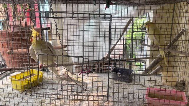 birds in cage