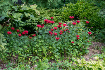 Fototapeta premium Crimson Beebalm growing in the garden in summer in Wisconsin