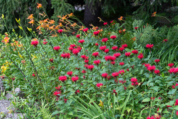 Fototapeta premium Crimson Beebalm growing in the garden in summer in Wisconsin