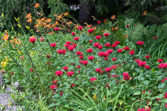 Crimson Beebalm growing in the garden in summer in Wisconsin