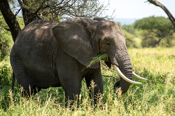 Fototapeta premium Large bull elephant in the shade enjoying grass