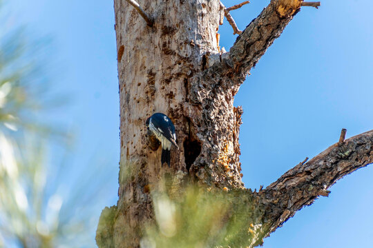 a woodpecker in prescott arizona 