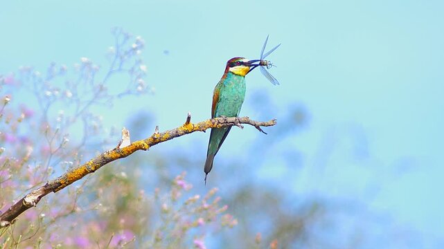 European Bee-eater Holding Insect on Tree Branch, Colorful Bird Preparing Food for Mate or Chicks Near Nest Colony, 4K