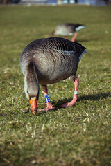 A duck in a green meadow.