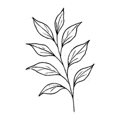 PNG Minimalist botanical line art