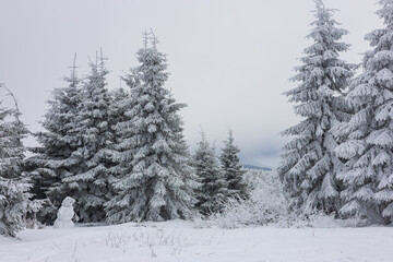 Fototapeta premium Snow covered pine forest in winter, peaceful frosty landscape. A snowman in the forest 