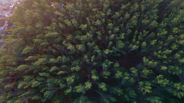 Panoramic aerial drone shot of a lush green forest at sunrise. This beautiful natural landscape in Tampico Tamaulipas features dense trees illuminated by gentle morning light for a peaceful city escap