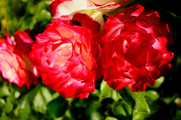 biało-różowa róża w ogrodzie, pink rose in the garden, róża rabatowa odmiana "Jubilee du Prince de Monaco", Rose 'Jubilée du prince de Monaco' © kateej