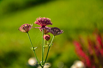 różowe kwiaty jarzmianki pokryte pajęczyną, kwitnąca jarzmianka na zielonym tle, Jarzmianka większa, Astrantia major, great masterwort, różowa jarzmianka © kateej